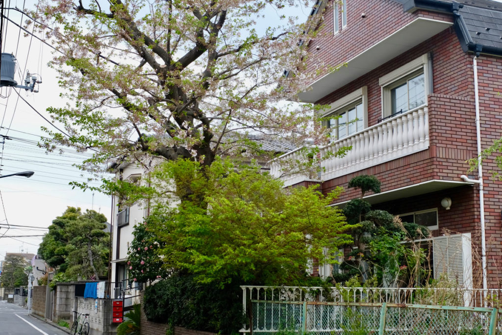 DSCF0006 1 1024x683 - A cherry blossom tree at our customer's place