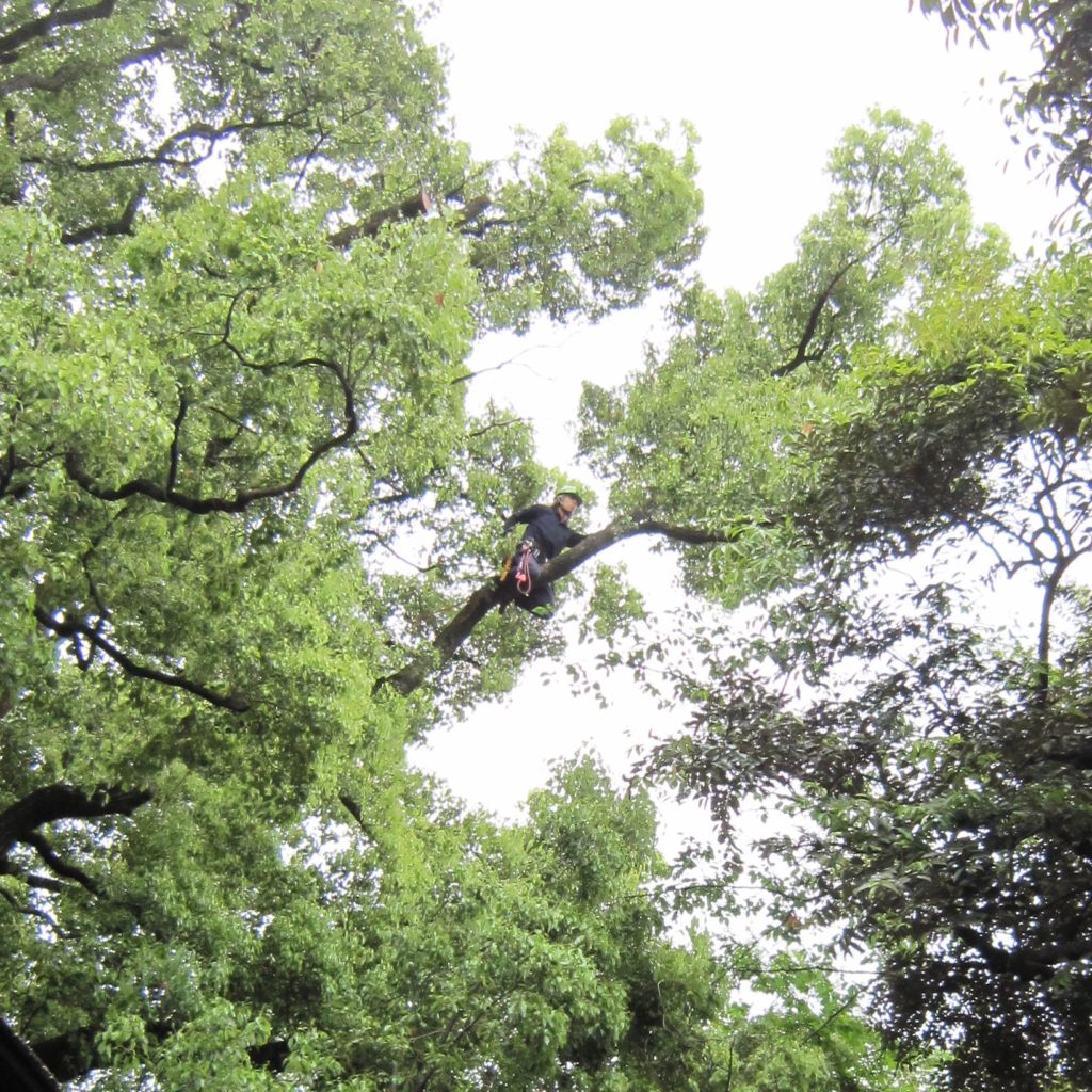 d9338786443608eff485eedc2aa5d334 1024x1024 - Landscape maintenance