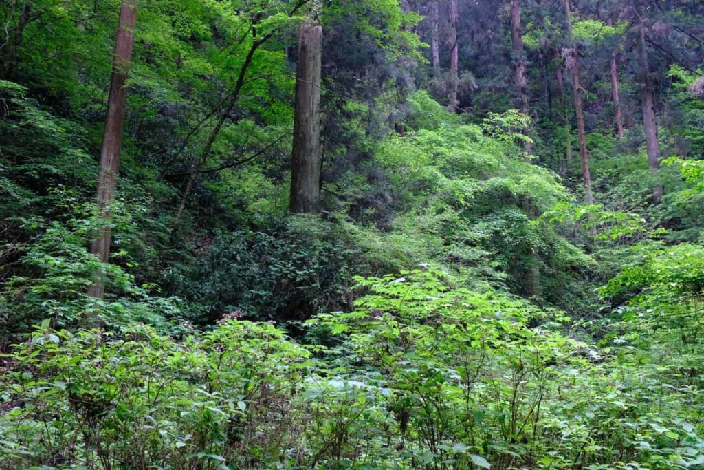 DSCF0161 1024x683 - Sketching around the Mt. Takao