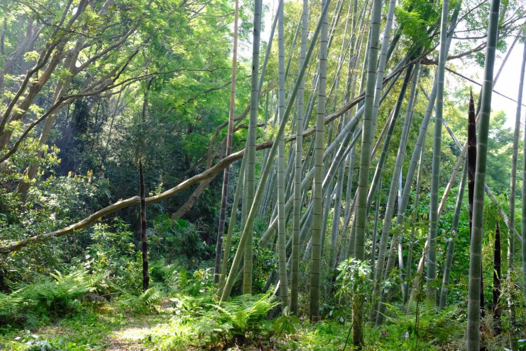 DSCF2328 1024x683 - 葉山　茅山荘のお手入れ