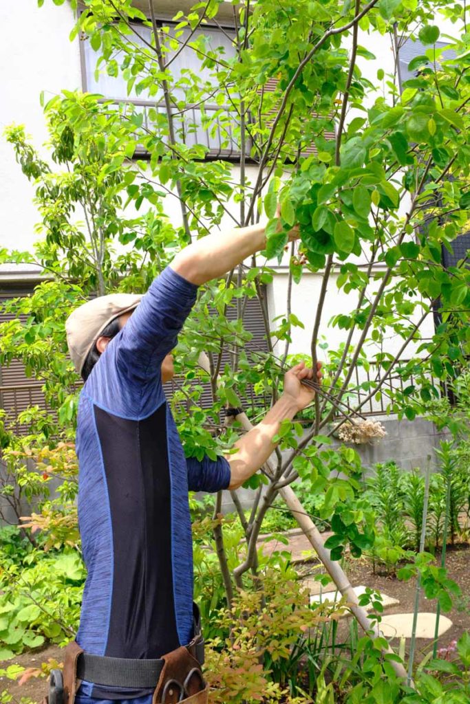 DSCF2394 683x1024 - HOME