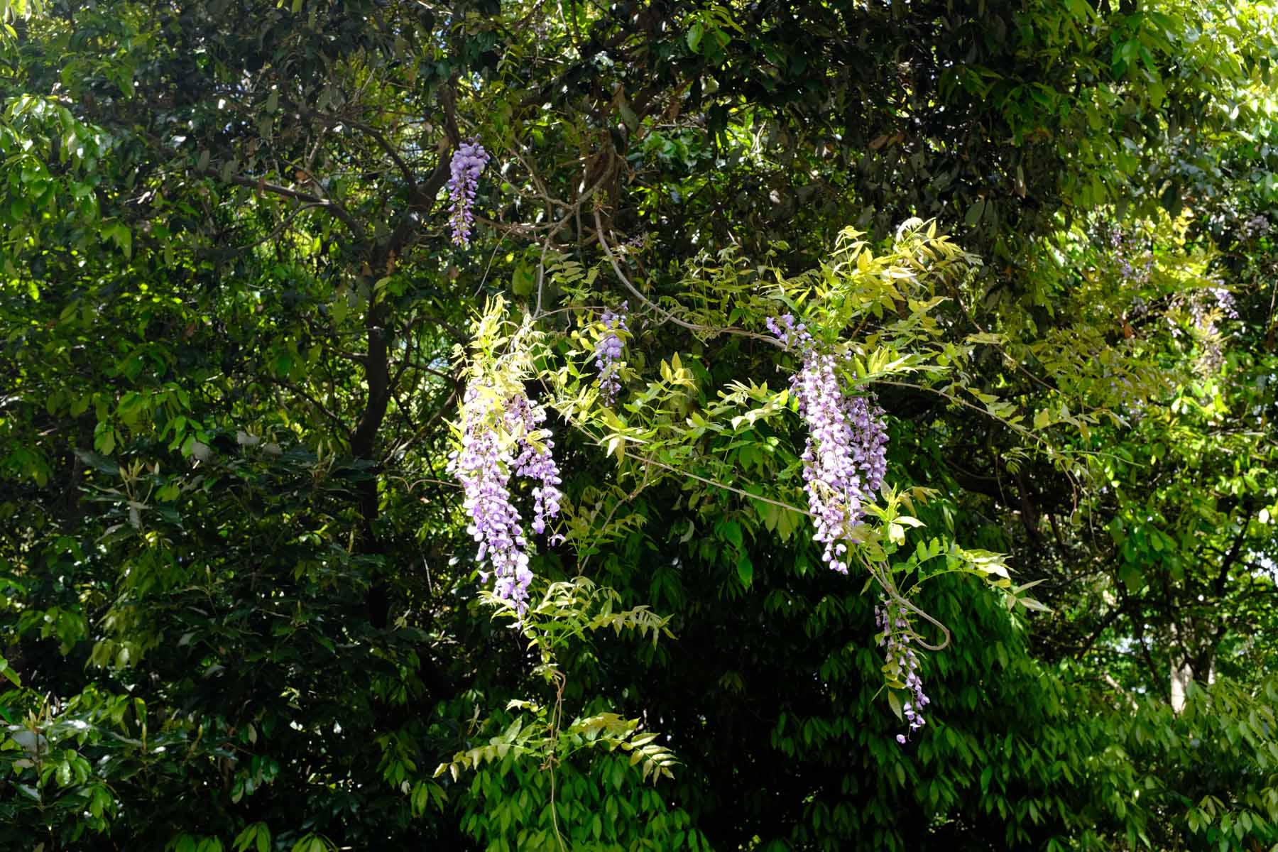 DSCF2430 - Visiting the garden master