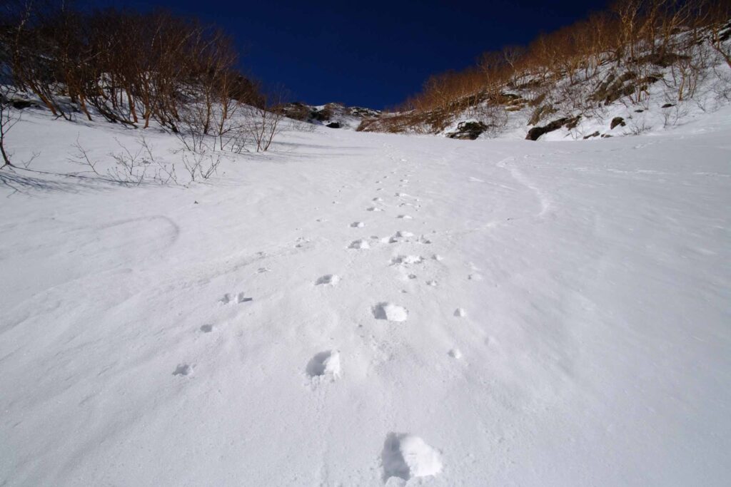 DSCF01321 1024x683 - 農鳥岳への冬期合宿