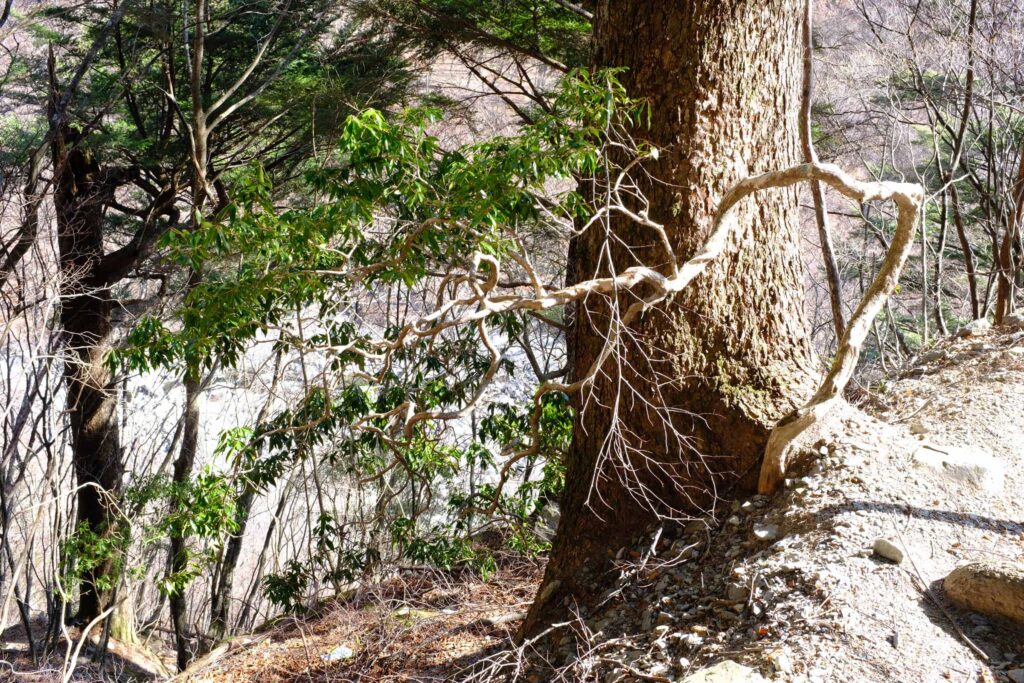 DSCF1582 1024x683 - 農鳥岳への冬期合宿