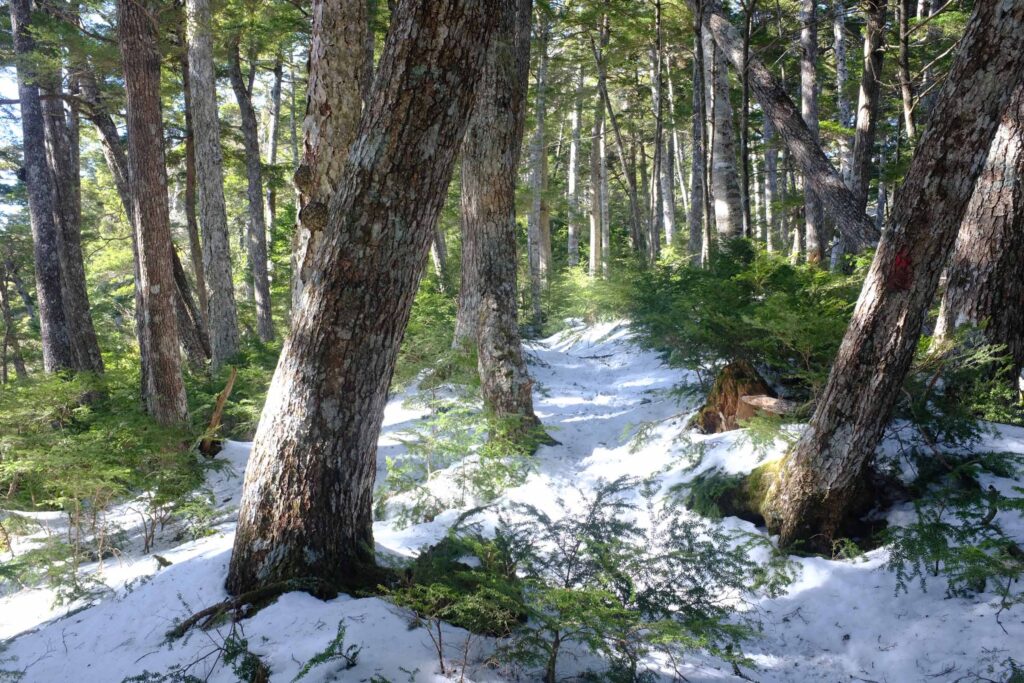 DSCF1711 1024x683 - 北岳への冬期合宿