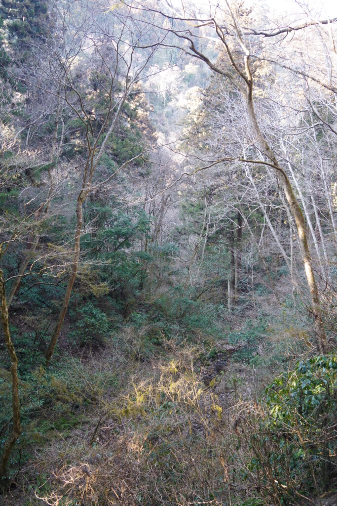語り尽くせぬ造形 ― 冬の午後、高尾山6号路にて DSC09394 683x1024 - 語り尽くせぬ造形 ― 冬の午後、高尾山6号路にて