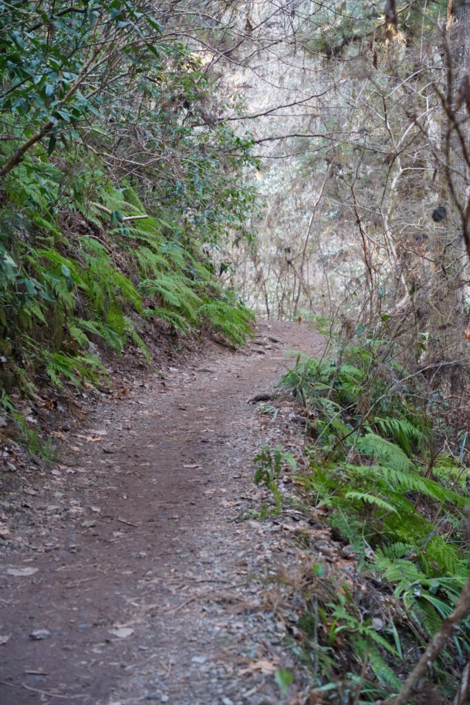 語り尽くせぬ造形 ― 冬の午後、高尾山6号路にて DSC09395 683x1024 - 語り尽くせぬ造形 ― 冬の午後、高尾山6号路にて