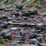 DSC09403 150x150 - 語り尽くせぬ造形 ― 冬の午後、高尾山６号路にて