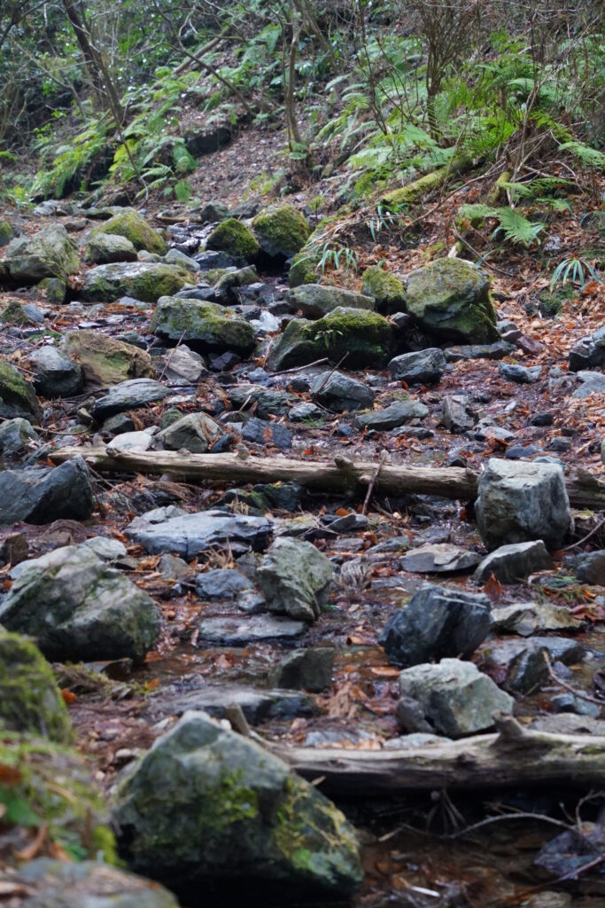 語り尽くせぬ造形 ― 冬の午後、高尾山6号路にて DSC09403 683x1024 - 語り尽くせぬ造形 ― 冬の午後、高尾山6号路にて