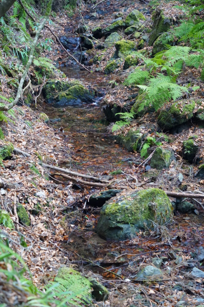語り尽くせぬ造形 ― 冬の午後、高尾山6号路にて DSC09405 683x1024 - 語り尽くせぬ造形 ― 冬の午後、高尾山6号路にて