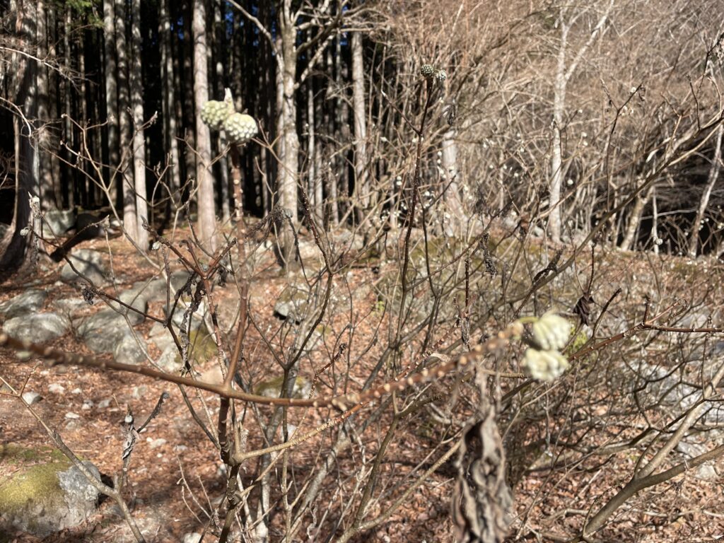 A Landscape Architect's Mountain Journey — Winter in Nishi-Tanzawa: Azegamaru (Early Winter 2026) IMG 1179 2 1024x768 - A Landscape Architect's Mountain Journey — Winter in Nishi-Tanzawa: Azegamaru (Early Winter 2026)