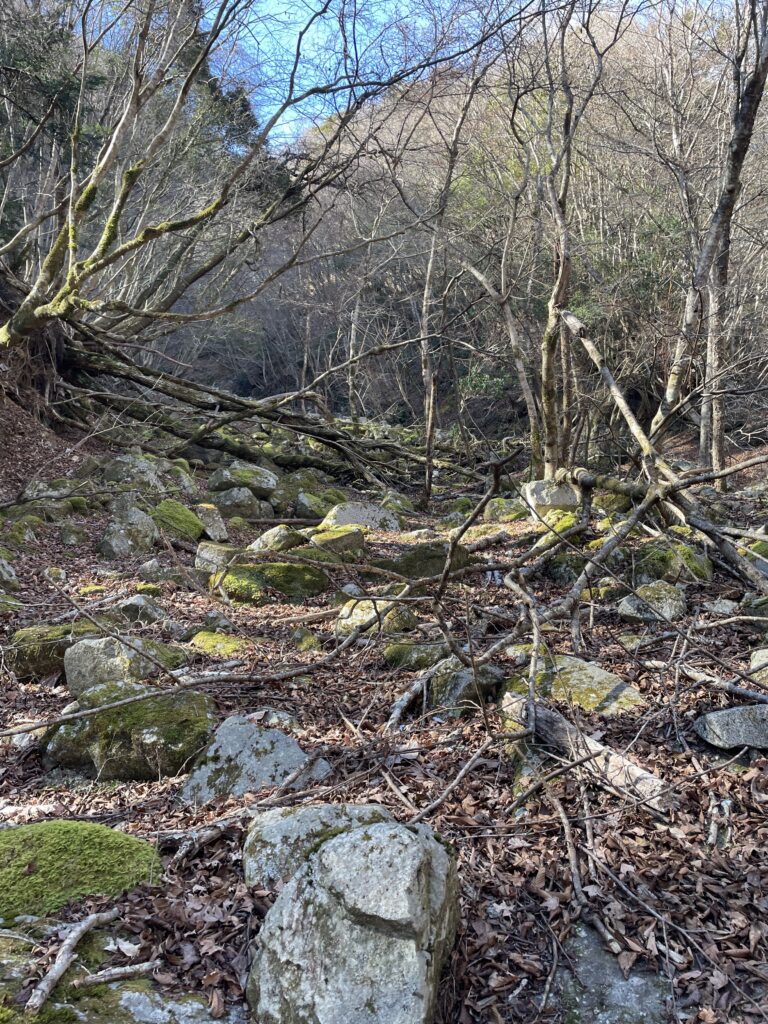 A Landscape Architect's Mountain Journey — Winter in Nishi-Tanzawa: Azegamaru (Early Winter 2026) IMG 1189 768x1024 - A Landscape Architect's Mountain Journey — Winter in Nishi-Tanzawa: Azegamaru (Early Winter 2026)