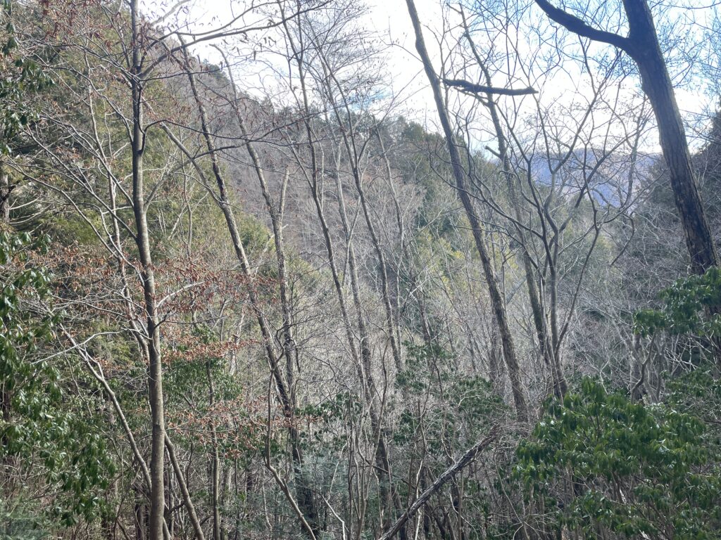 A Landscape Architect's Mountain Journey — Winter in Nishi-Tanzawa: Azegamaru (Early Winter 2026) IMG 1198 2 1024x768 - A Landscape Architect's Mountain Journey — Winter in Nishi-Tanzawa: Azegamaru (Early Winter 2026)