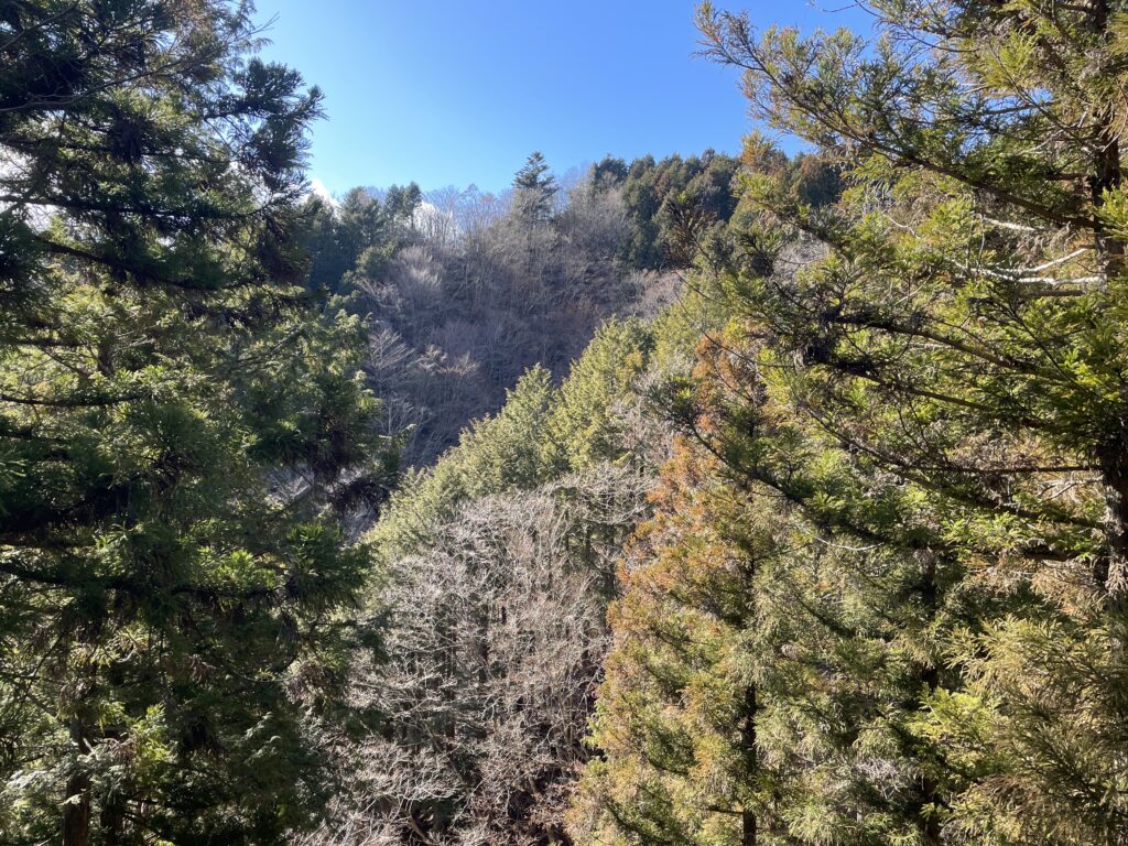 A Landscape Architect's Mountain Journey — Winter in Nishi-Tanzawa: Azegamaru (Early Winter 2026) IMG 1230 2 1024x768 - A Landscape Architect's Mountain Journey — Winter in Nishi-Tanzawa: Azegamaru (Early Winter 2026)