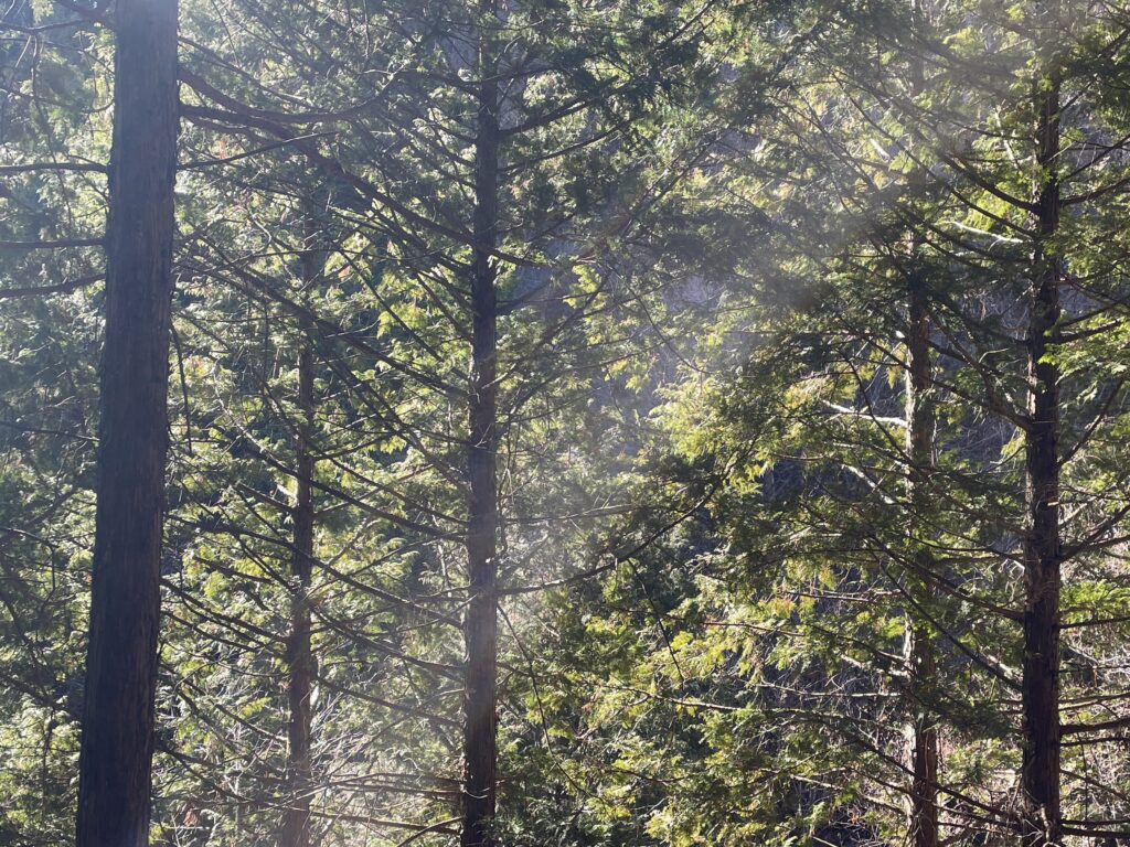 A Landscape Architect's Mountain Journey — Winter in Nishi-Tanzawa: Azegamaru (Early Winter 2026) IMG 1231 2 1024x768 - A Landscape Architect's Mountain Journey — Winter in Nishi-Tanzawa: Azegamaru (Early Winter 2026)