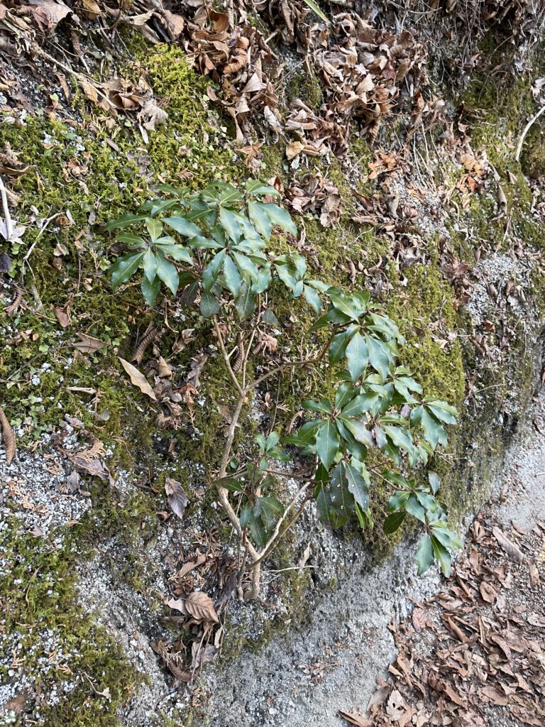 A Landscape Architect's Mountain Journey — Winter in Nishi-Tanzawa: Azegamaru (Early Winter 2026) IMG 1237 2 768x1024 - A Landscape Architect's Mountain Journey — Winter in Nishi-Tanzawa: Azegamaru (Early Winter 2026)