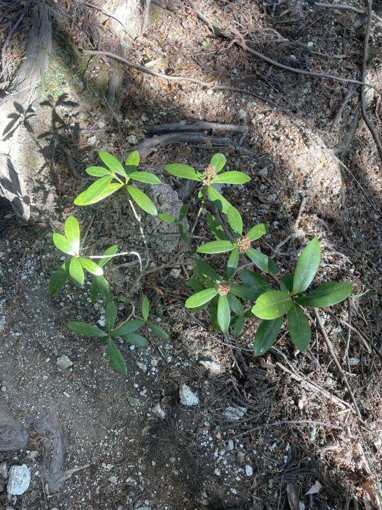 A Landscape Architect's Mountain Journey — Winter in Nishi-Tanzawa: Azegamaru (Early Winter 2026) IMG 1245 4 768x1024 - A Landscape Architect's Mountain Journey — Winter in Nishi-Tanzawa: Azegamaru (Early Winter 2026)