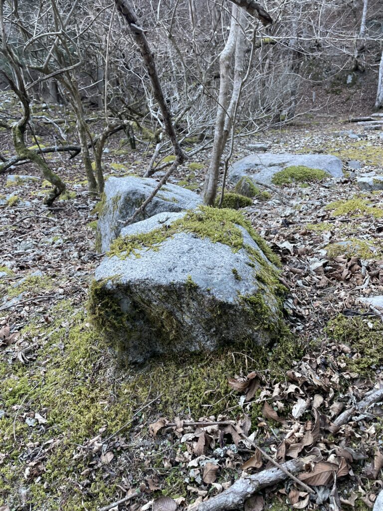A Landscape Architect's Mountain Journey — Winter in Nishi-Tanzawa: Azegamaru (Early Winter 2026) IMG 1302 2 768x1024 - A Landscape Architect's Mountain Journey — Winter in Nishi-Tanzawa: Azegamaru (Early Winter 2026)