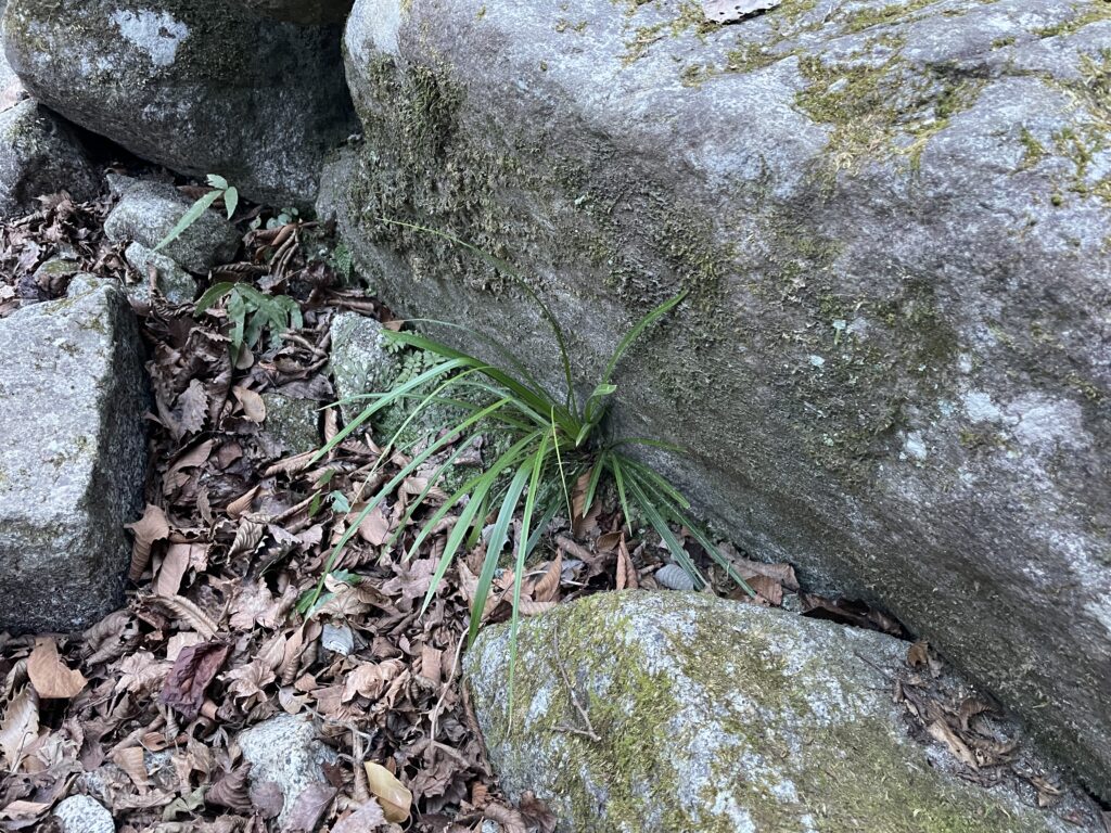 A Landscape Architect's Mountain Journey — Winter in Nishi-Tanzawa: Azegamaru (Early Winter 2026) IMG 1304 2 1024x768 - A Landscape Architect's Mountain Journey — Winter in Nishi-Tanzawa: Azegamaru (Early Winter 2026)