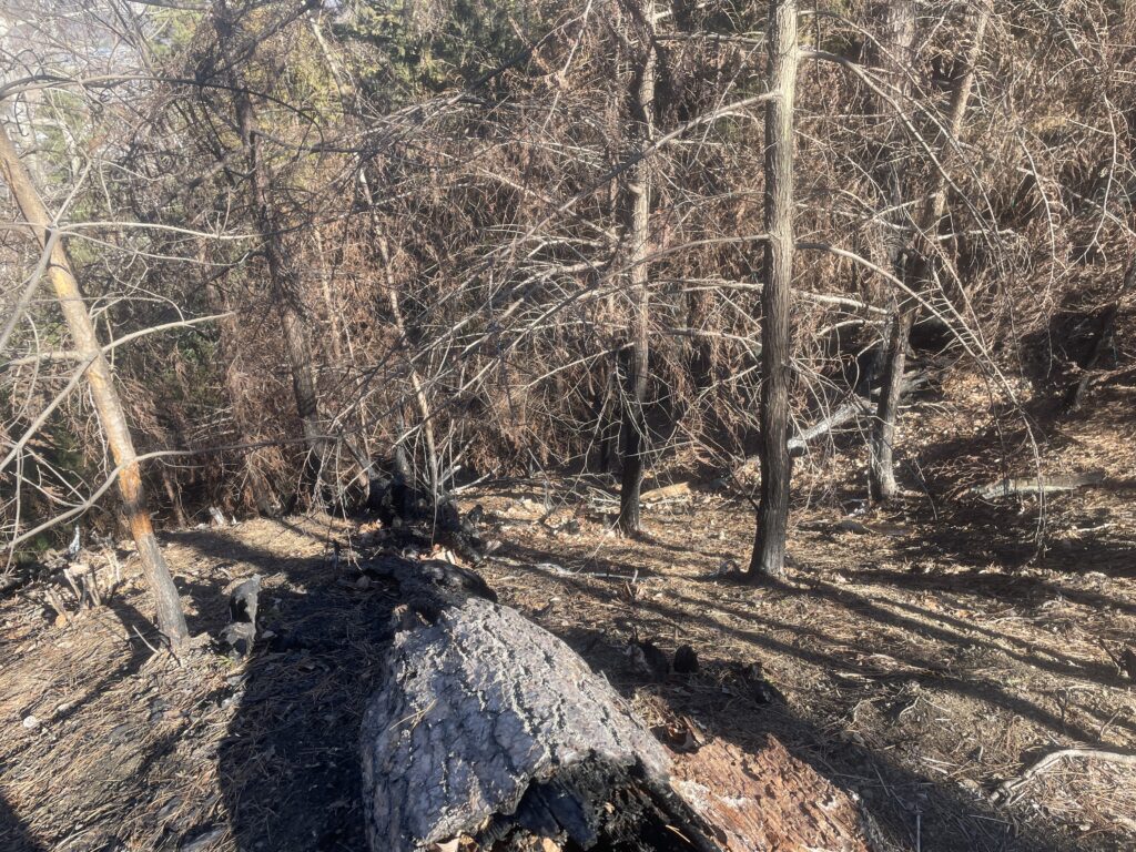 IMG 1429 1024x768 - 造園家の山歩き ― 冬の御前山、そして焼かれた尾根で学んだこと