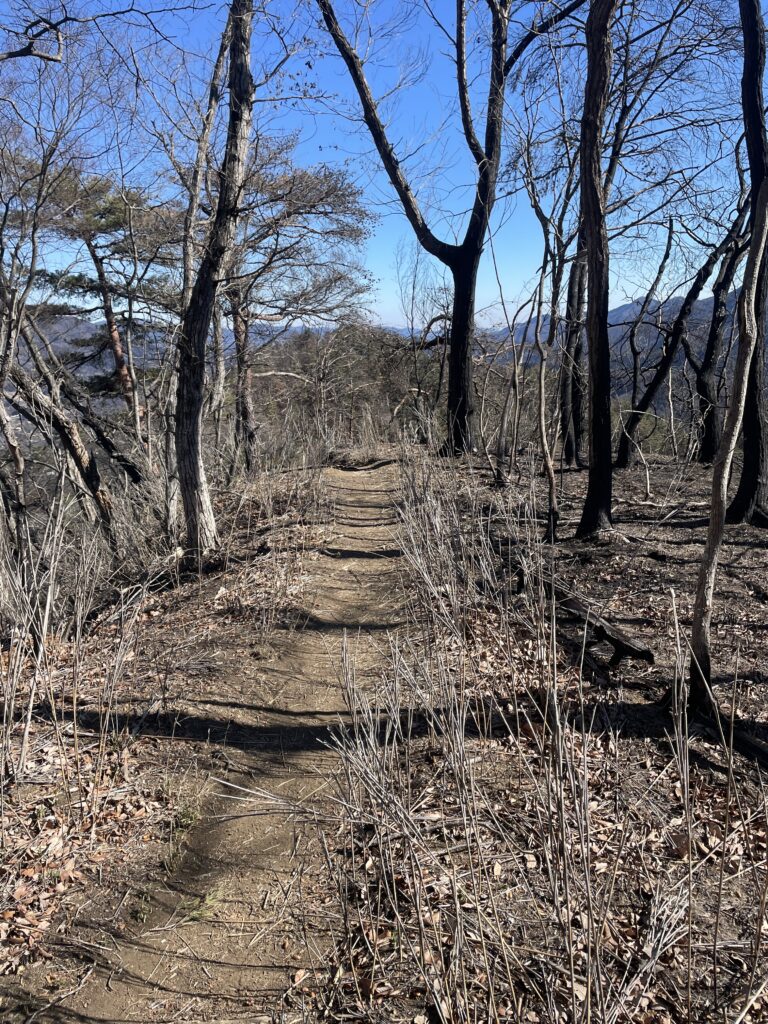 IMG 1440 768x1024 - 造園家の山歩き ― 冬の御前山、そして焼かれた尾根で学んだこと