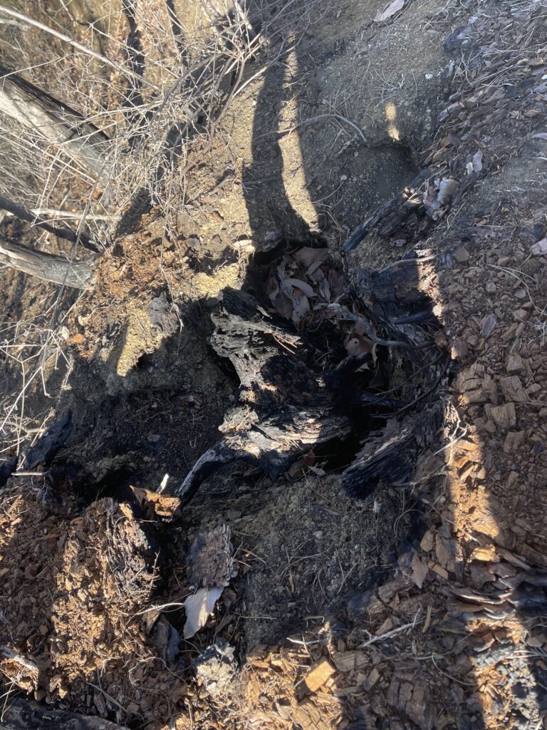 IMG 1447 768x1024 - 造園家の山歩き ― 冬の御前山、そして焼かれた尾根で学んだこと