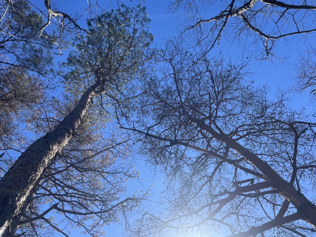 IMG 1448 1024x768 - 造園家の山歩き ― 冬の御前山、そして焼かれた尾根で学んだこと