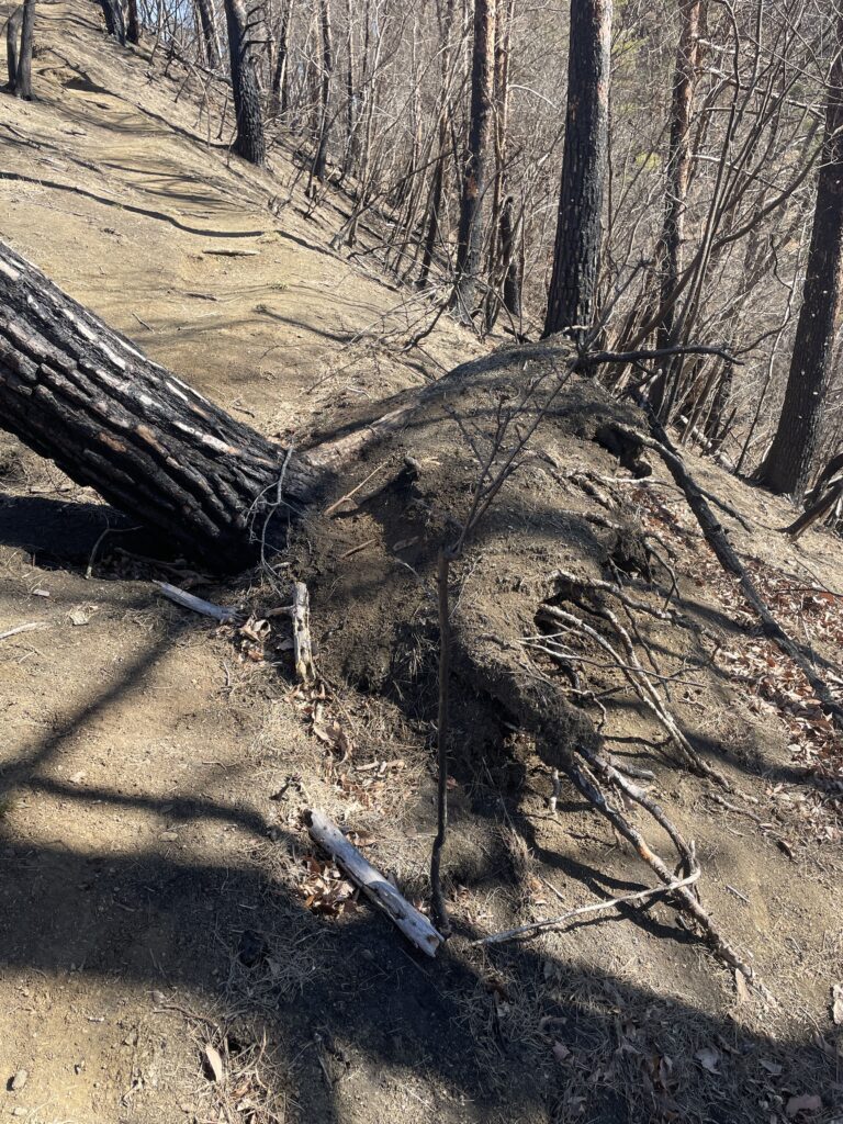 IMG 1449 768x1024 - 造園家の山歩き ― 冬の御前山、そして焼かれた尾根で学んだこと