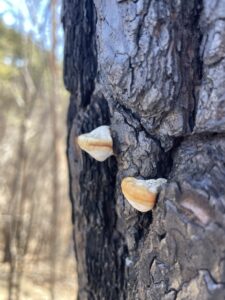 造園家の山歩き ― 冬の御前山、そして焼かれた尾根で学んだこと