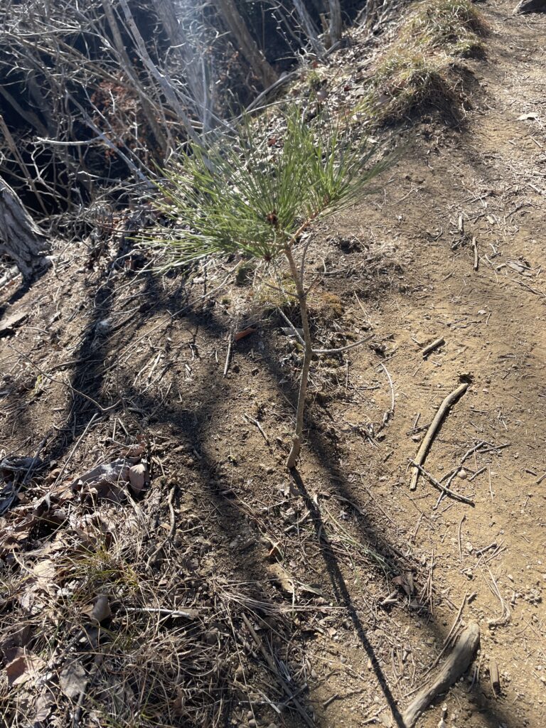 IMG 1452 768x1024 - 造園家の山歩き ― 冬の御前山、そして焼かれた尾根で学んだこと