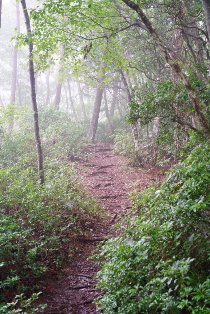 9月、三頭山の森を歩く DSC00545 683x1024 - 9月、三頭山の森を歩く