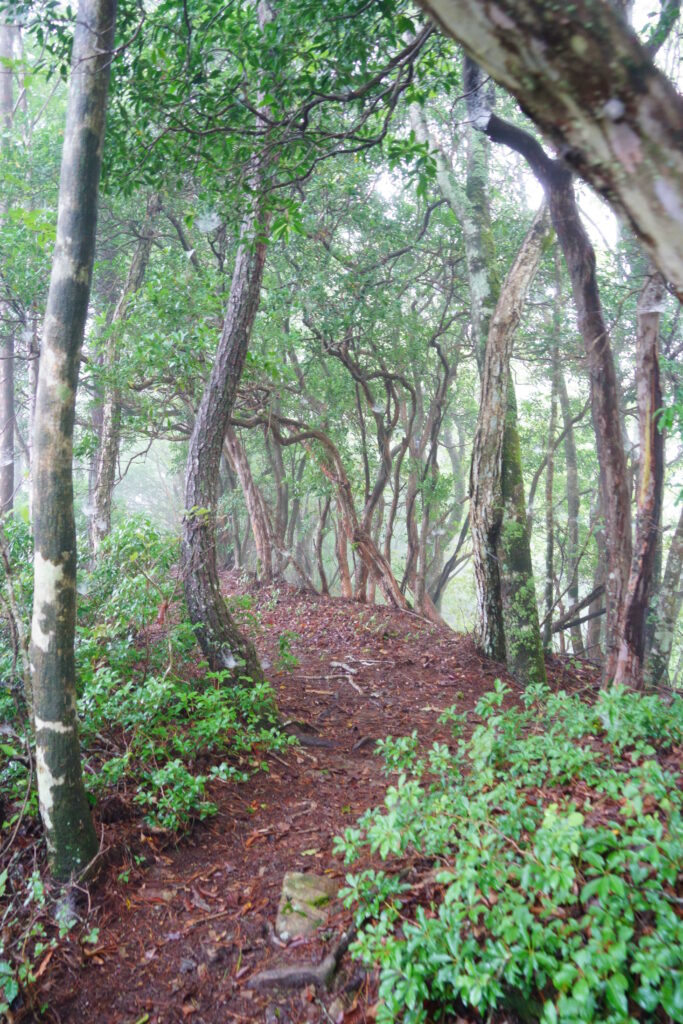 9月、三頭山の森を歩く DSC00546 683x1024 - 9月、三頭山の森を歩く