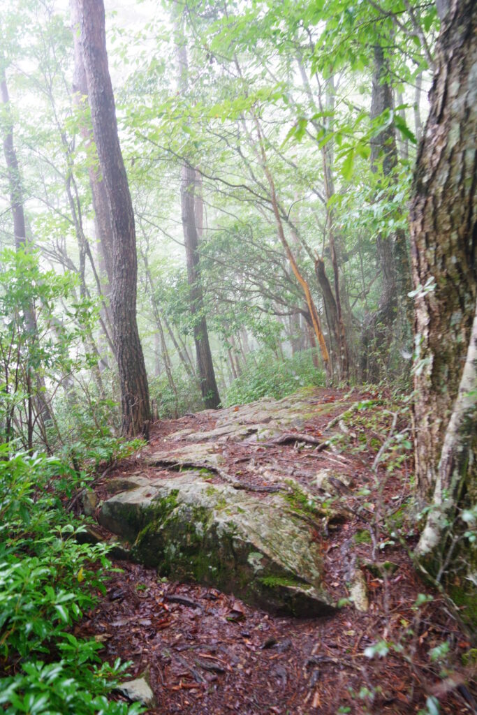 9月、三頭山の森を歩く DSC00548 683x1024 - 9月、三頭山の森を歩く