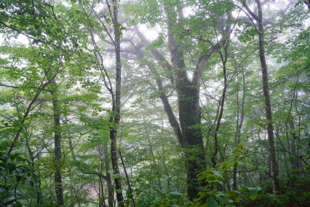 9月、三頭山の森を歩く DSC00567 1024x683 - 9月、三頭山の森を歩く
