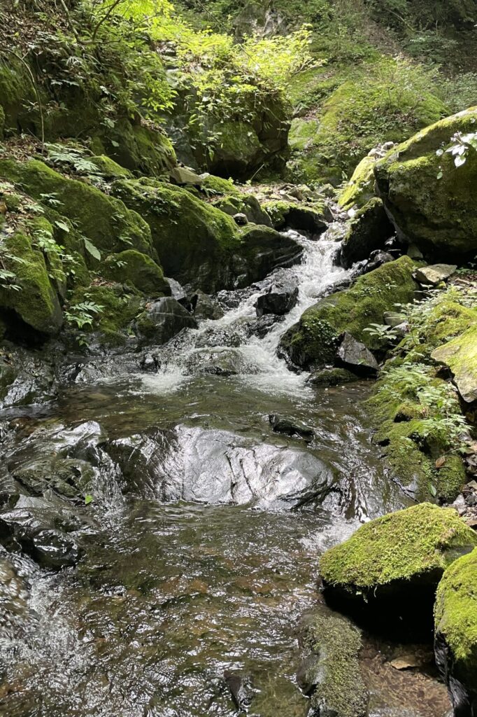 沢の先にあるもの IMG 4216 scaled e1789217469282 682x1024 - 沢の先にあるもの