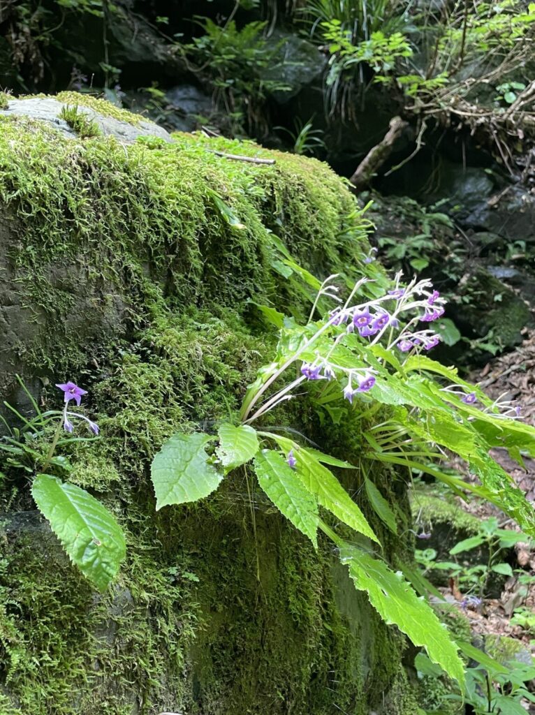 沢の先にあるもの IMG 4217 scaled e1789217521366 766x1024 - 沢の先にあるもの
