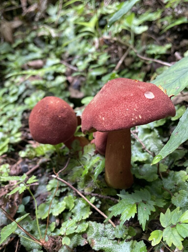沢の先にあるもの IMG 4367 scaled e1789217659657 766x1024 - 沢の先にあるもの
