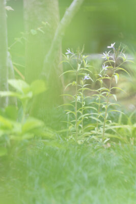 庭園 svg+xml,%3Csvg%20xmlns%3D%22http%3A%2F%2Fwww.w3 - 庭園