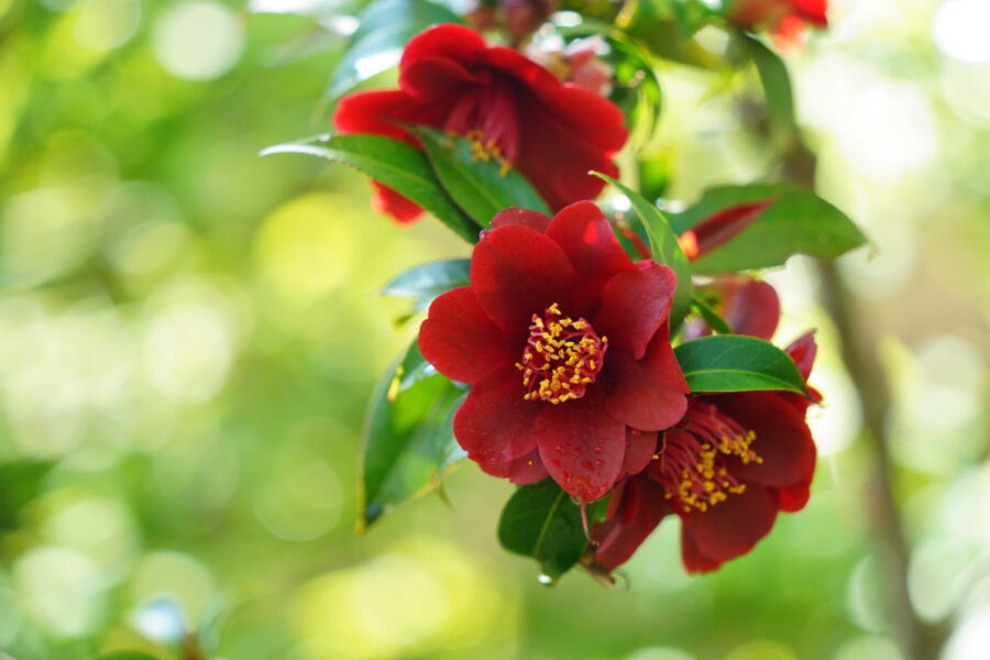 屋外空間 svg+xml,%3Csvg%20xmlns%3D%22http%3A%2F%2Fwww.w3 - 屋外空間