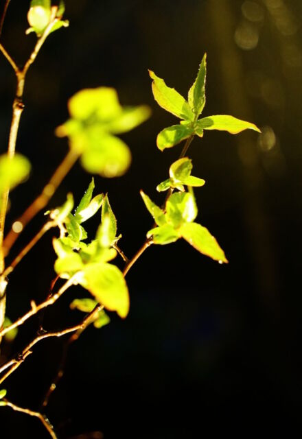 屋外空間 svg+xml,%3Csvg%20xmlns%3D%22http%3A%2F%2Fwww.w3 - 屋外空間